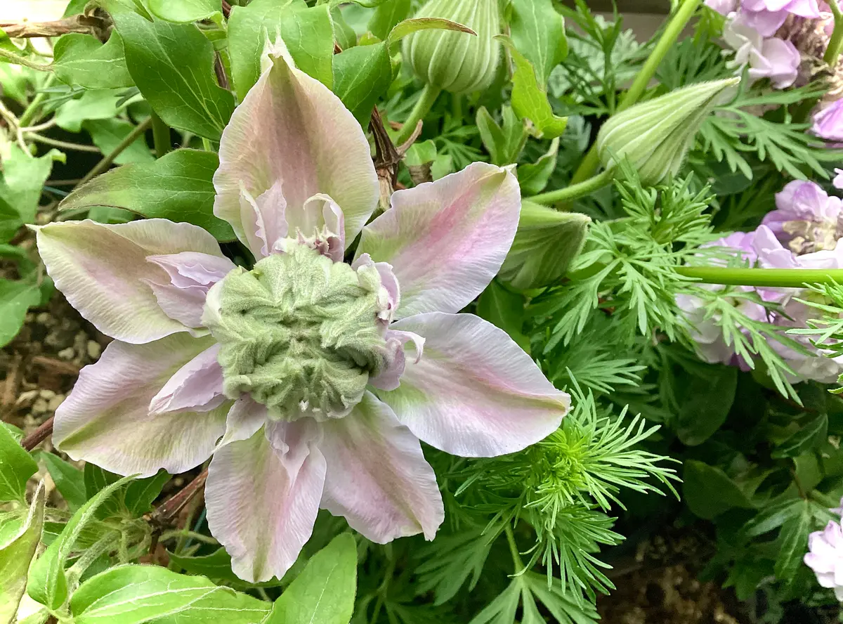 2025年クレマチス・ジョセフィーヌ開花しました！ と、寄せ植えと