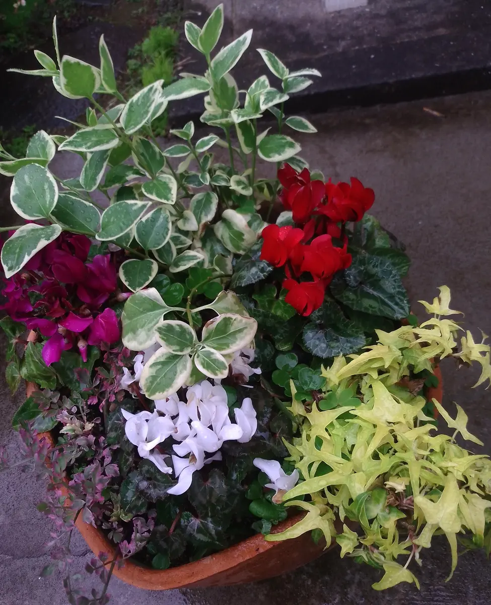 我が家の庭から、寄せ植えを📷｜園芸日記by毎日お花｜みんなの