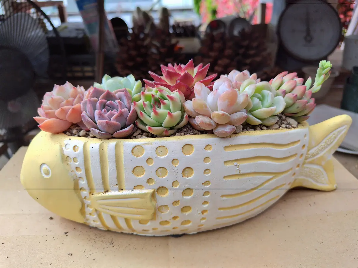 おうち型多肉プランターの寄せ植え🎶 | CAINZ DIY Square
