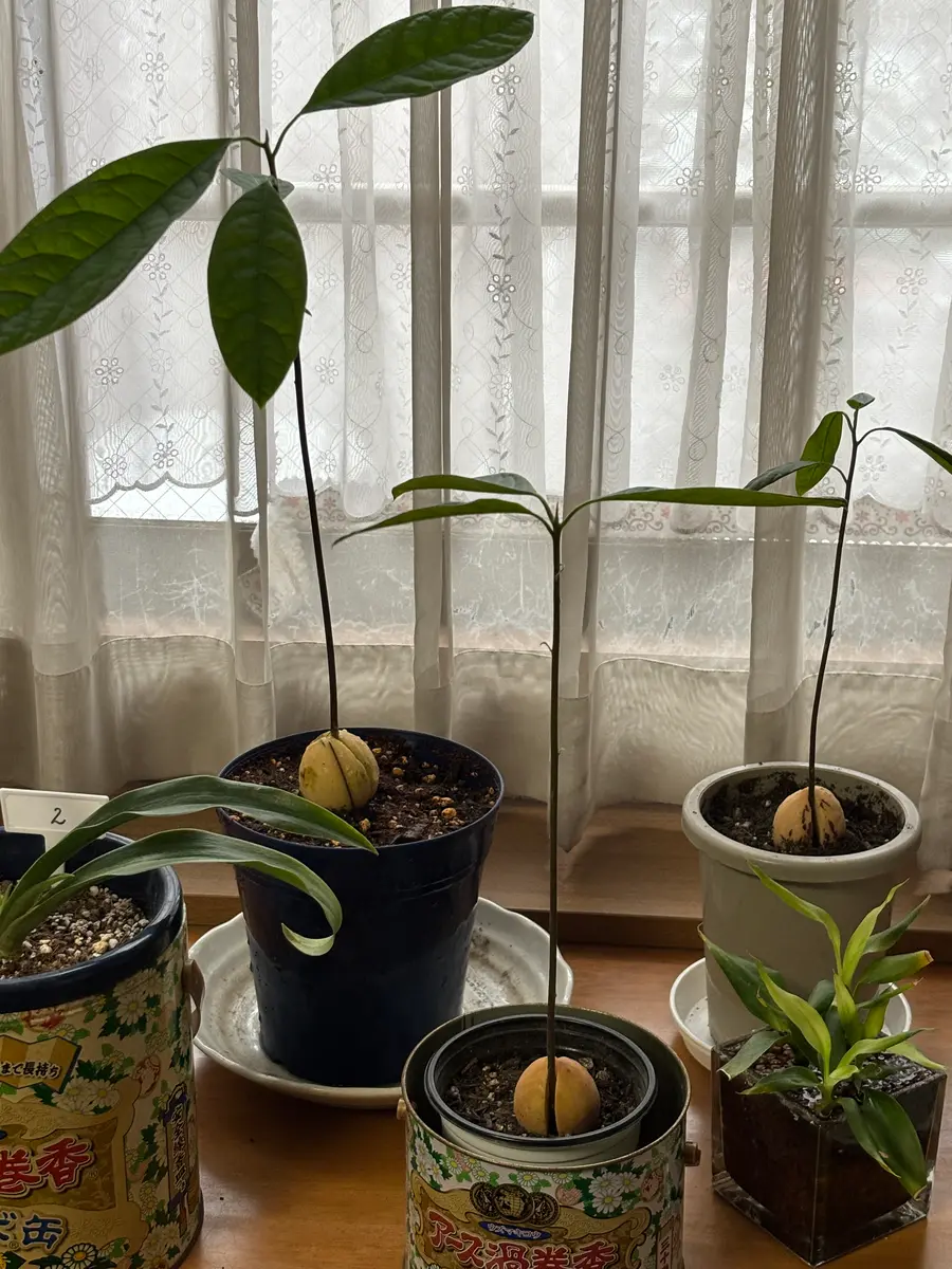 アボカドは鉢植えに|園芸日記byKUNI.|みんなの趣味の園芸|1315313 アボカドは鉢植えに|園芸日記byKUNI.|みんなの趣味の園芸|1315313