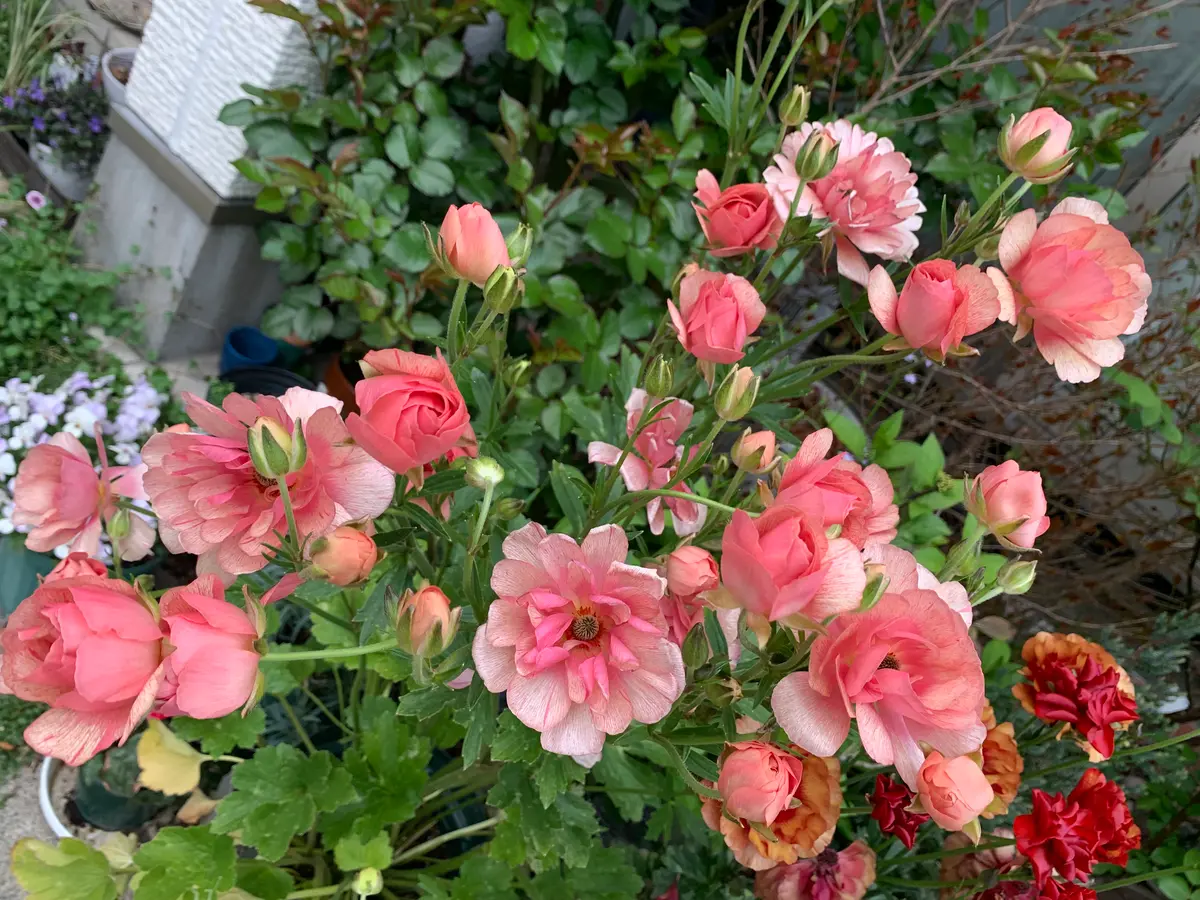 人気ブランドの 昨日のお花達(^_-)-☆｜園芸日記byのいちご｜みんなの趣味の園芸 野菜