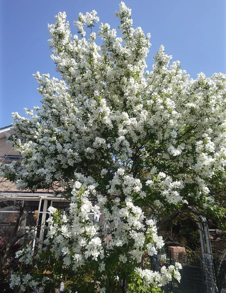 白い花の生育中の植物　利休梅 リキュウバイ（利休梅）の育て方・栽培方法 | LOVEGREEN(ラブ