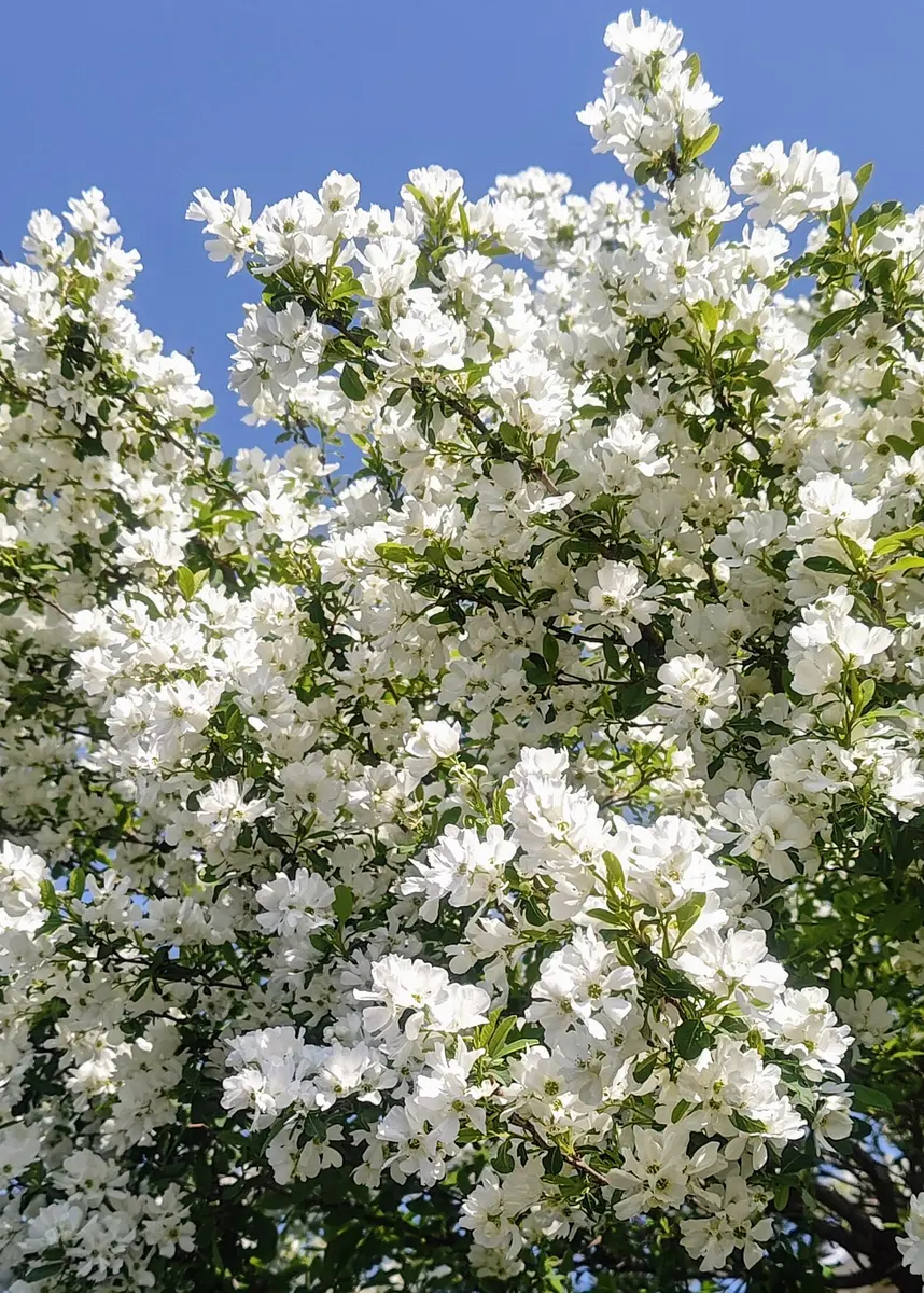 白い花の生育中の植物　利休梅 白い花の生育中の植物 利休梅 - メルカリ