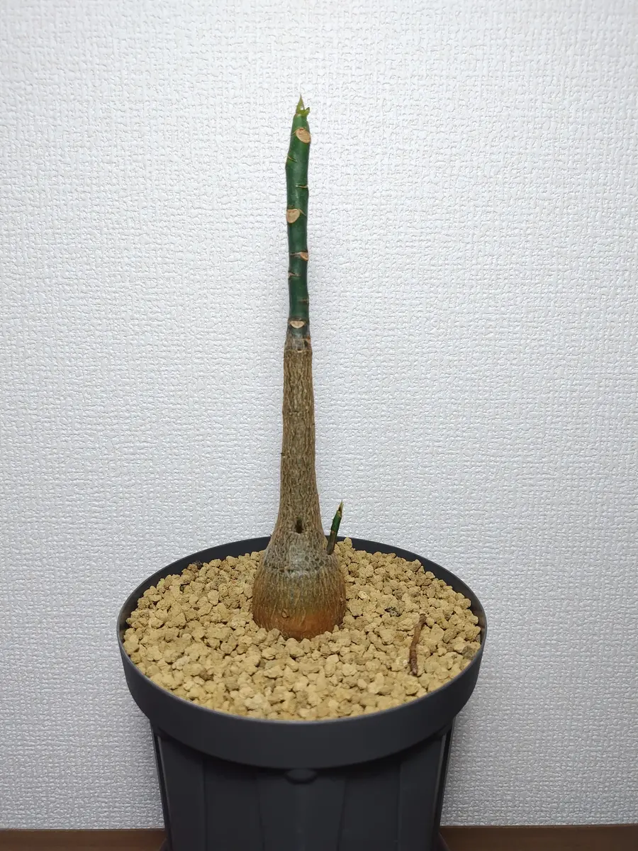ボンバックスを鉢増し｜園芸日記byまんどれいく｜みんなの趣味の