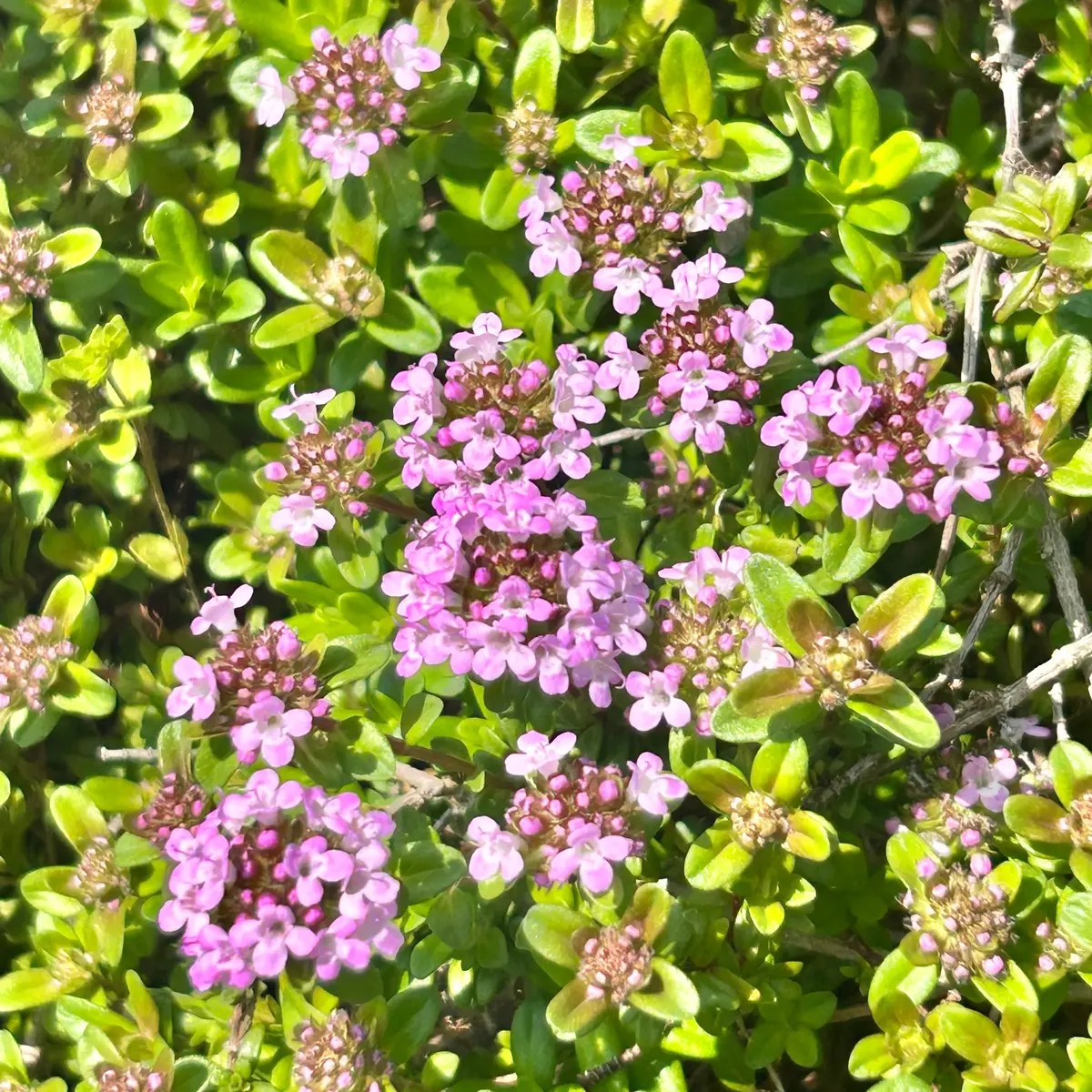 ネコポス☆トリトニア　雪柳　ロンギカウリスタイム タイム・ロンギカウリス｜園芸植物小百科｜育て方｜花の写真