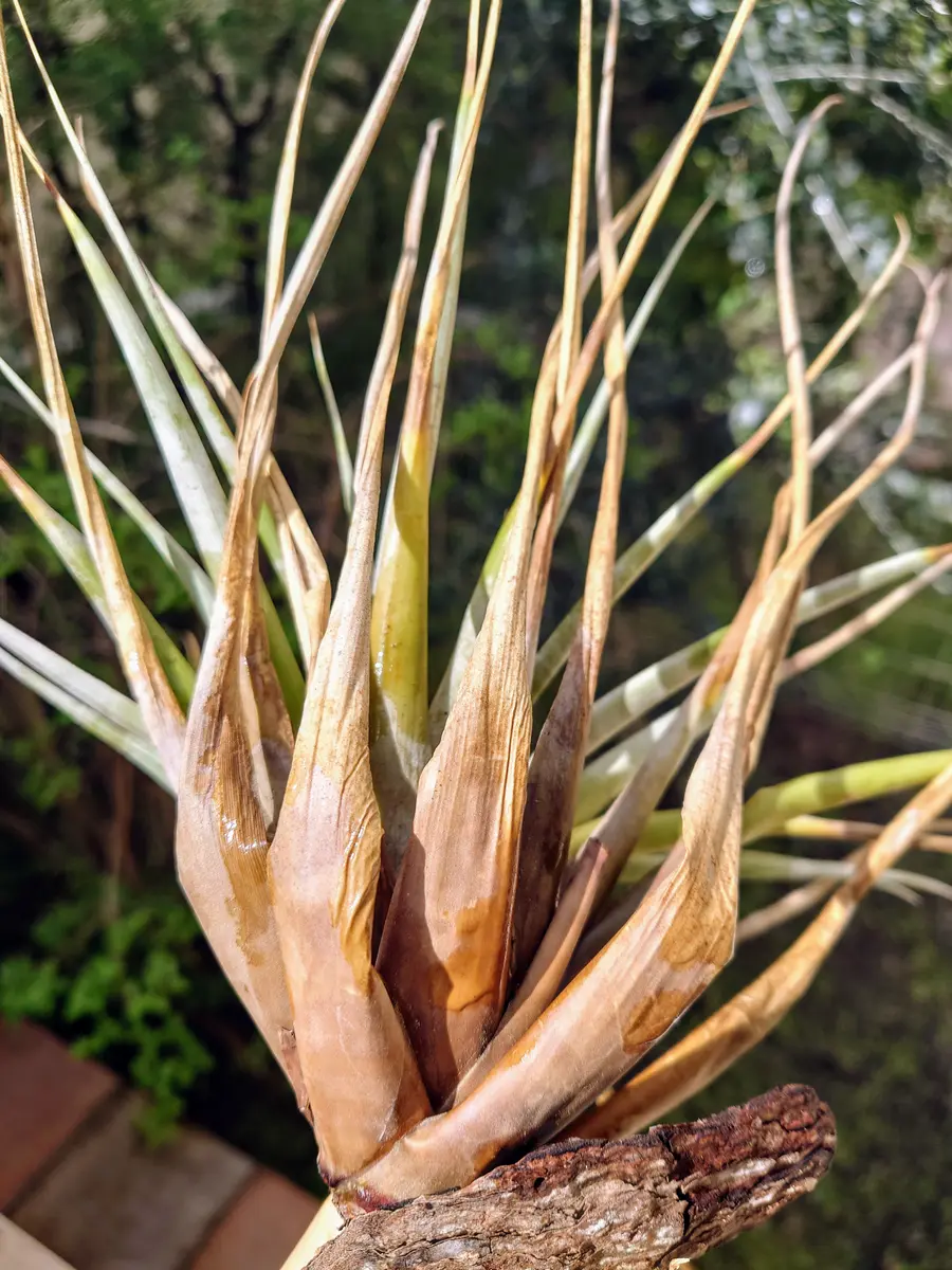 チランジア・ファシクラータさん、冬を越えてくれたっぽい。｜園芸日記