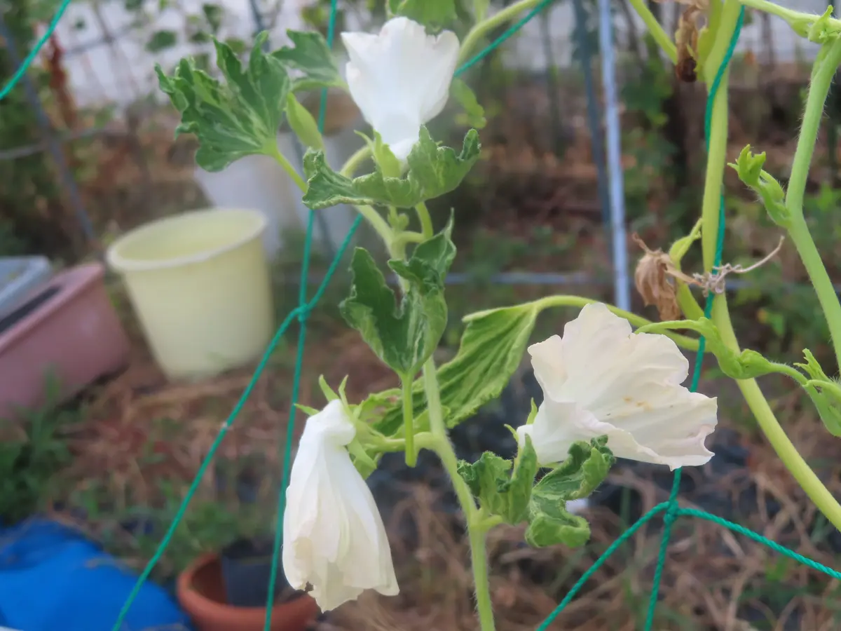 変化朝顔 知らぬが｜園芸日記by菊一｜みんなの趣味の園芸｜1315859