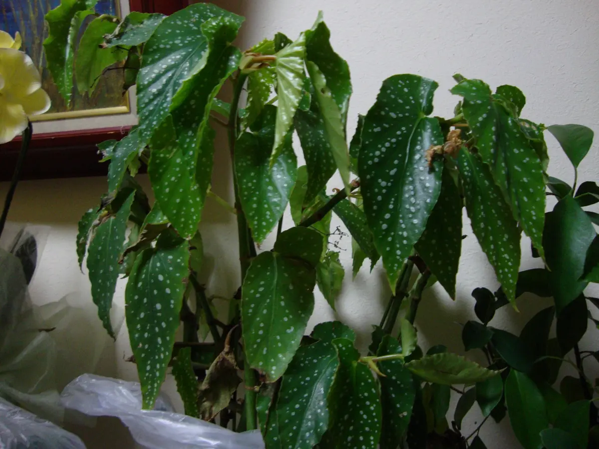 かずやです♪2点セット！オーガスタ　木立ベゴニア6鉢　苗　苗木　そよ風 かずや様専用です♪2点セット！オーガスタ 木立ベゴニア6鉢 苗 苗木 そよ風