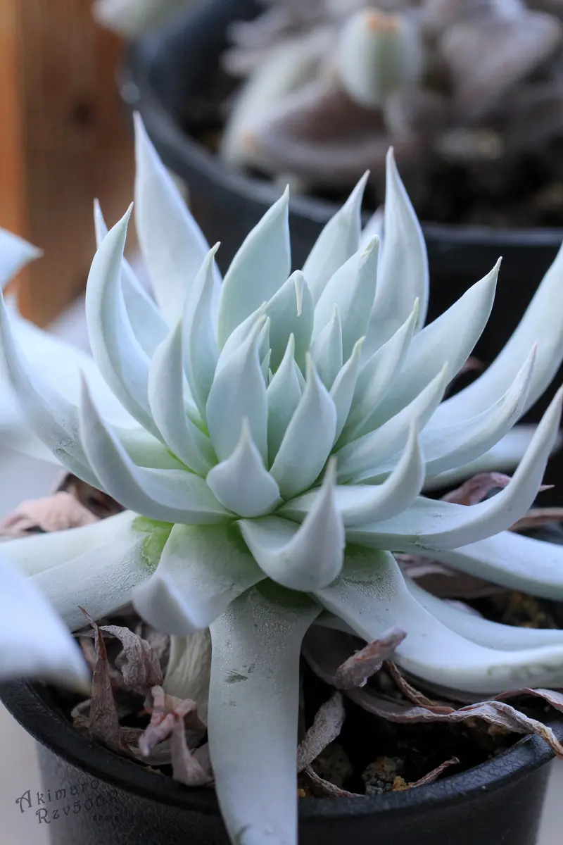 ヌビゲナ｜園芸日記byめりー｜みんなの趣味の園芸｜1315974