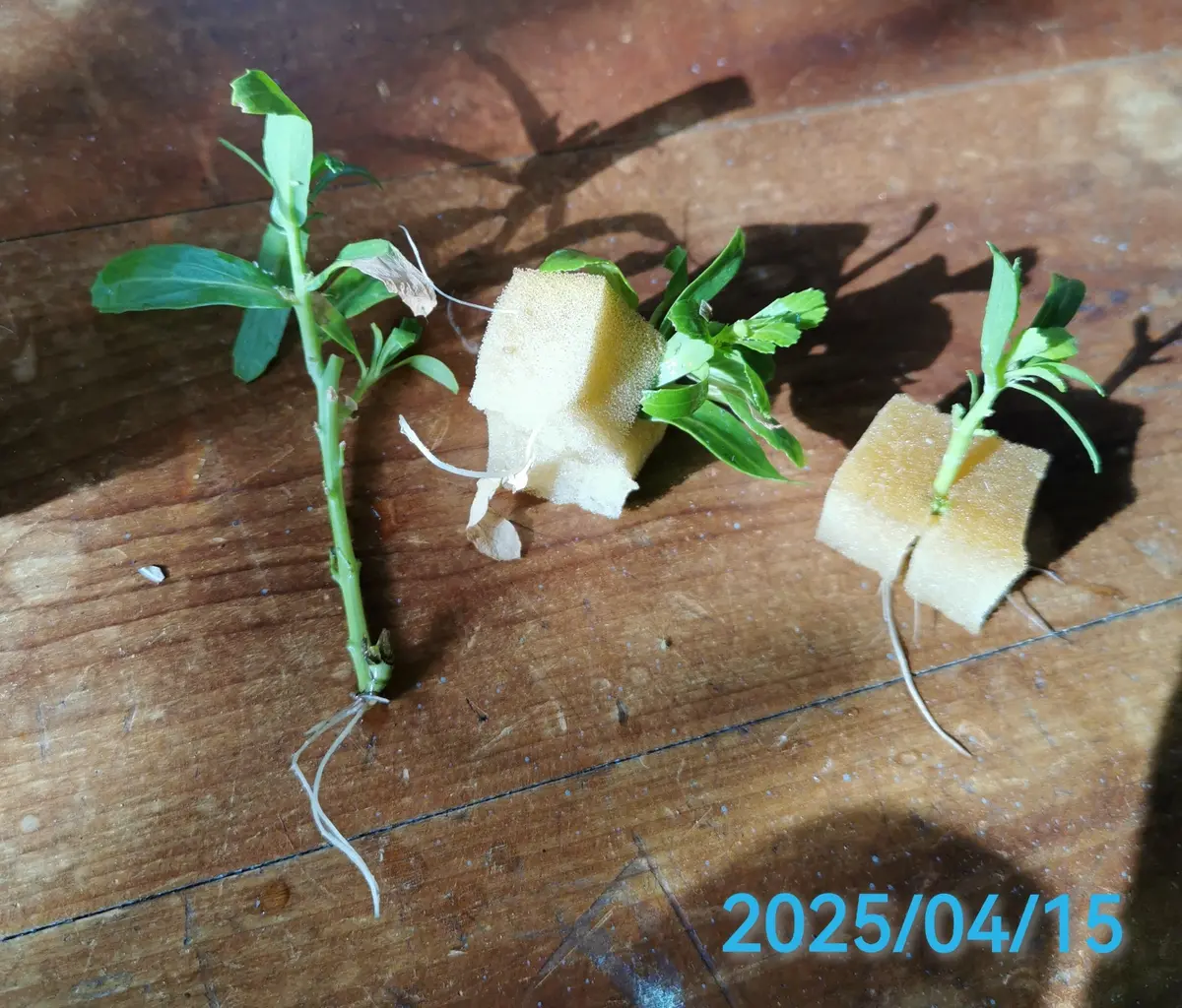 ヤクシマアセビの水挿しが発根｜園芸日記byjin0046｜みんなの趣味の