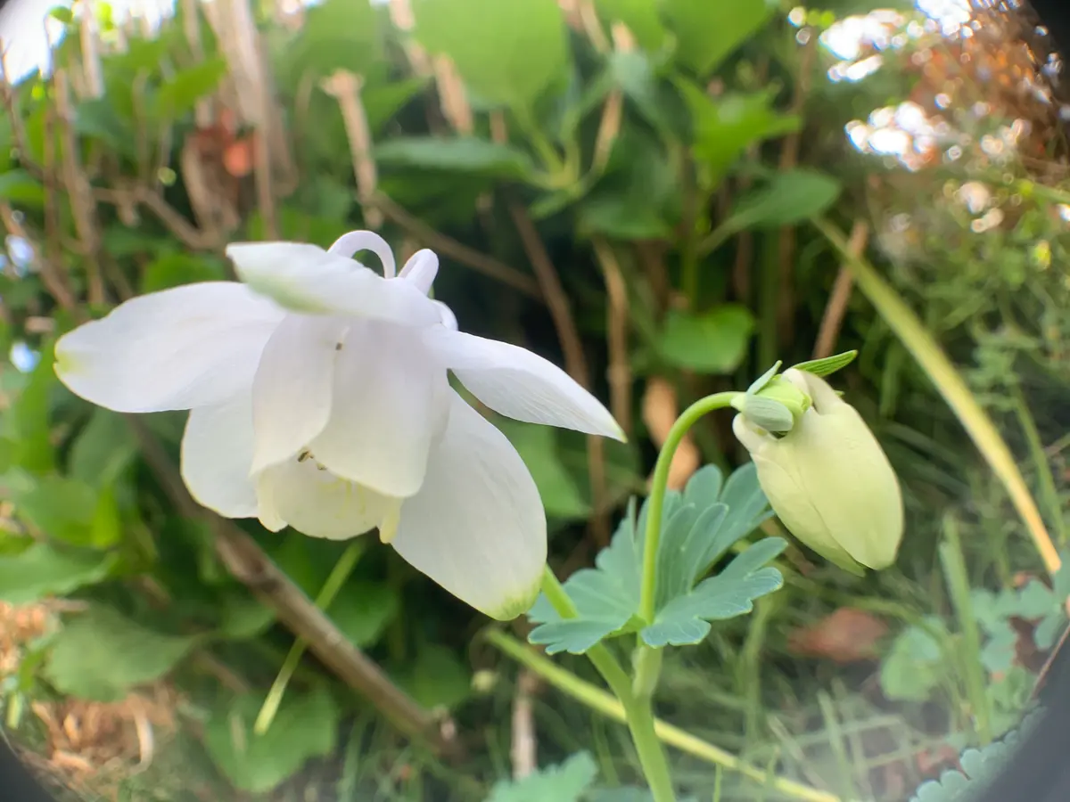 深山オダマキの白色が開花｜園芸日記bymanjoumeQ｜みんなの趣味の園芸