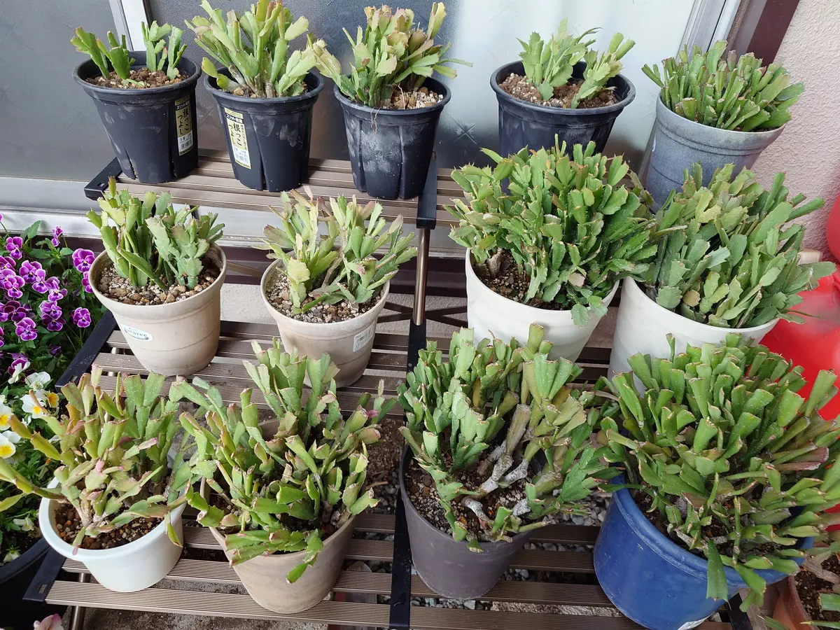 【爆売りセール開催中！】 シャコバサボテン、植え替え完了｜園芸日記bykobamaru｜みんなの サボテン