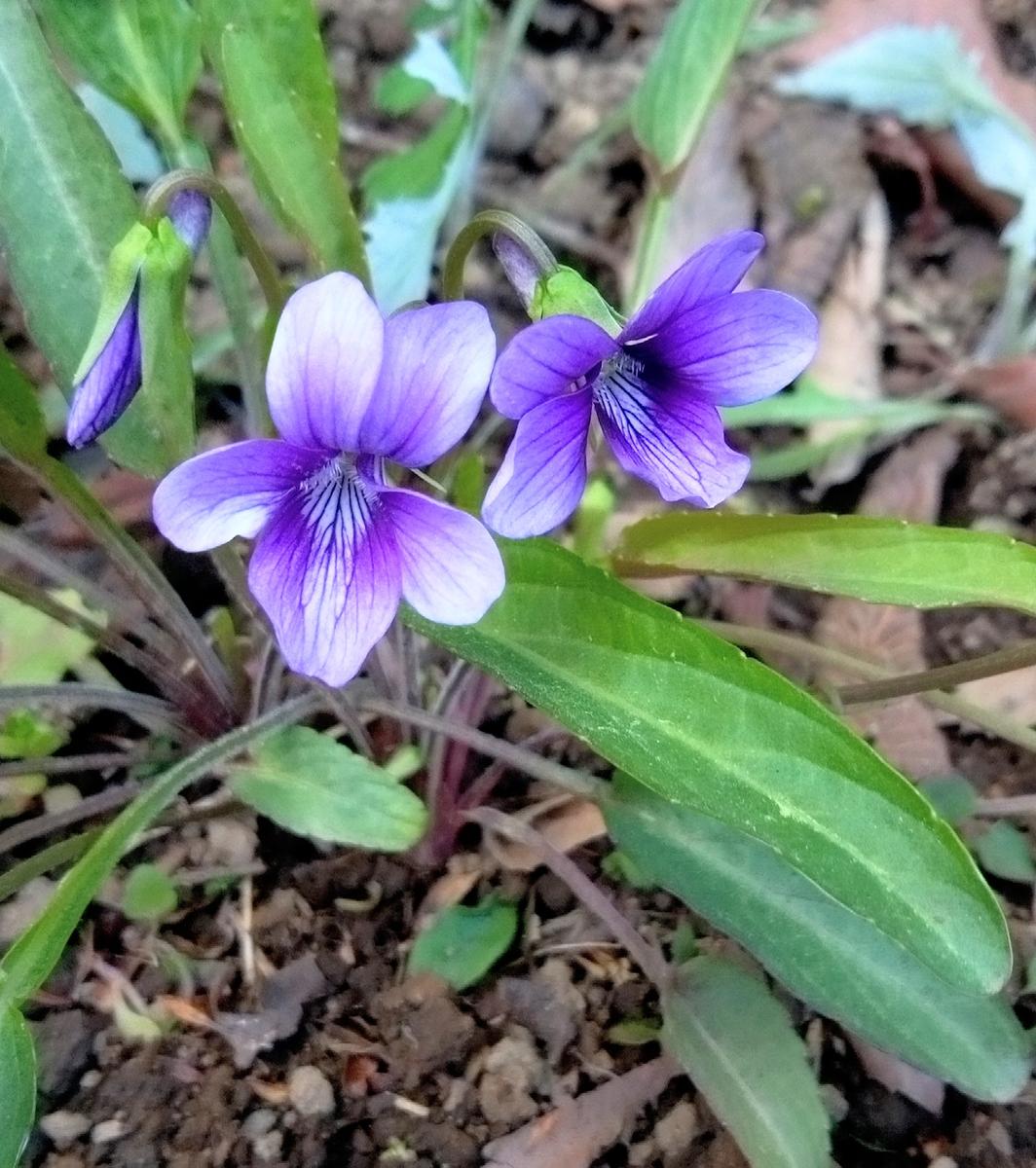 都立小山内裏公園に咲く花(1)｜園芸日記byIU80｜みんなの趣味の園芸｜1316381