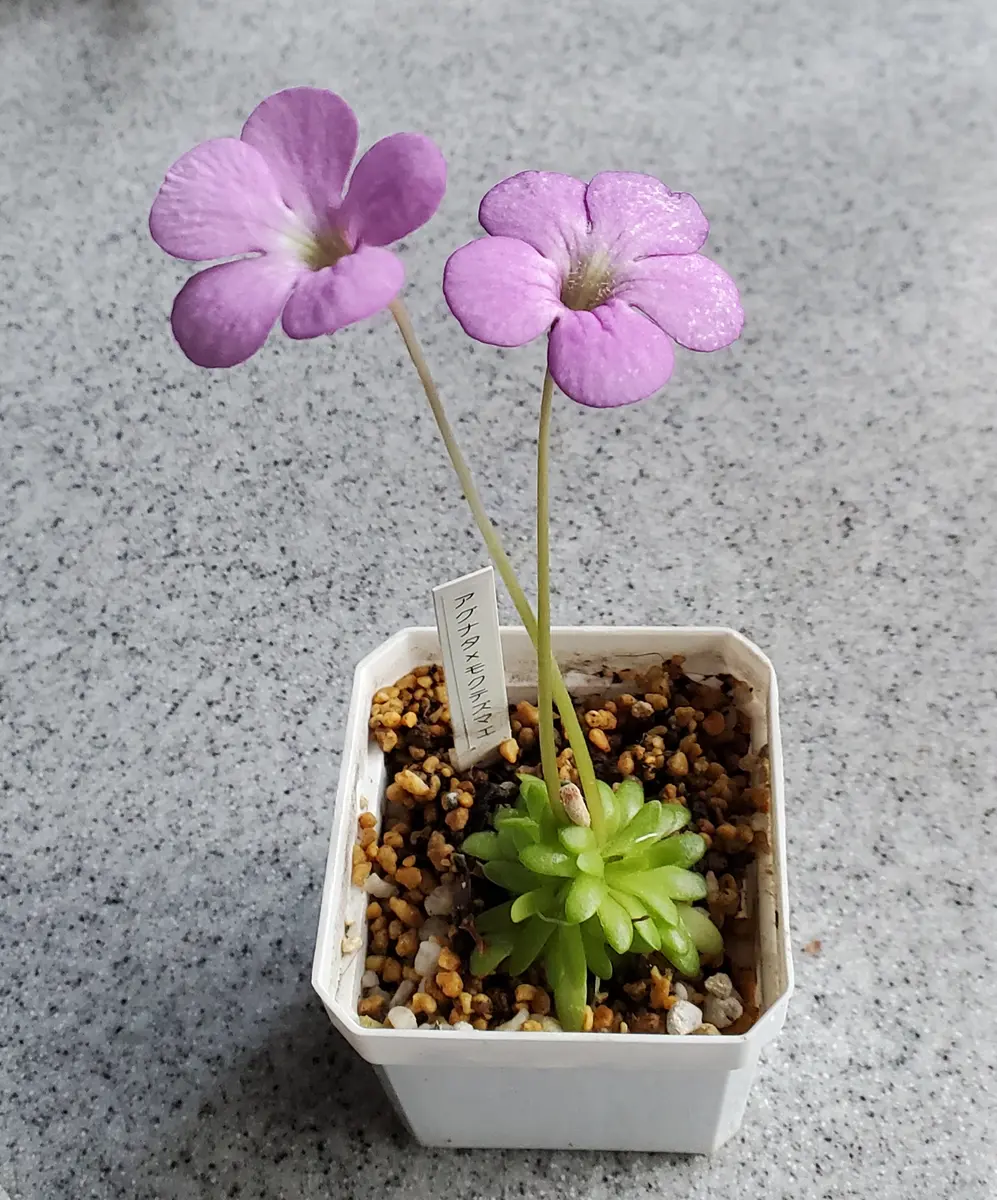 食虫植物🥰｜園芸日記byたにくっちゃん(旧:エアースプリング