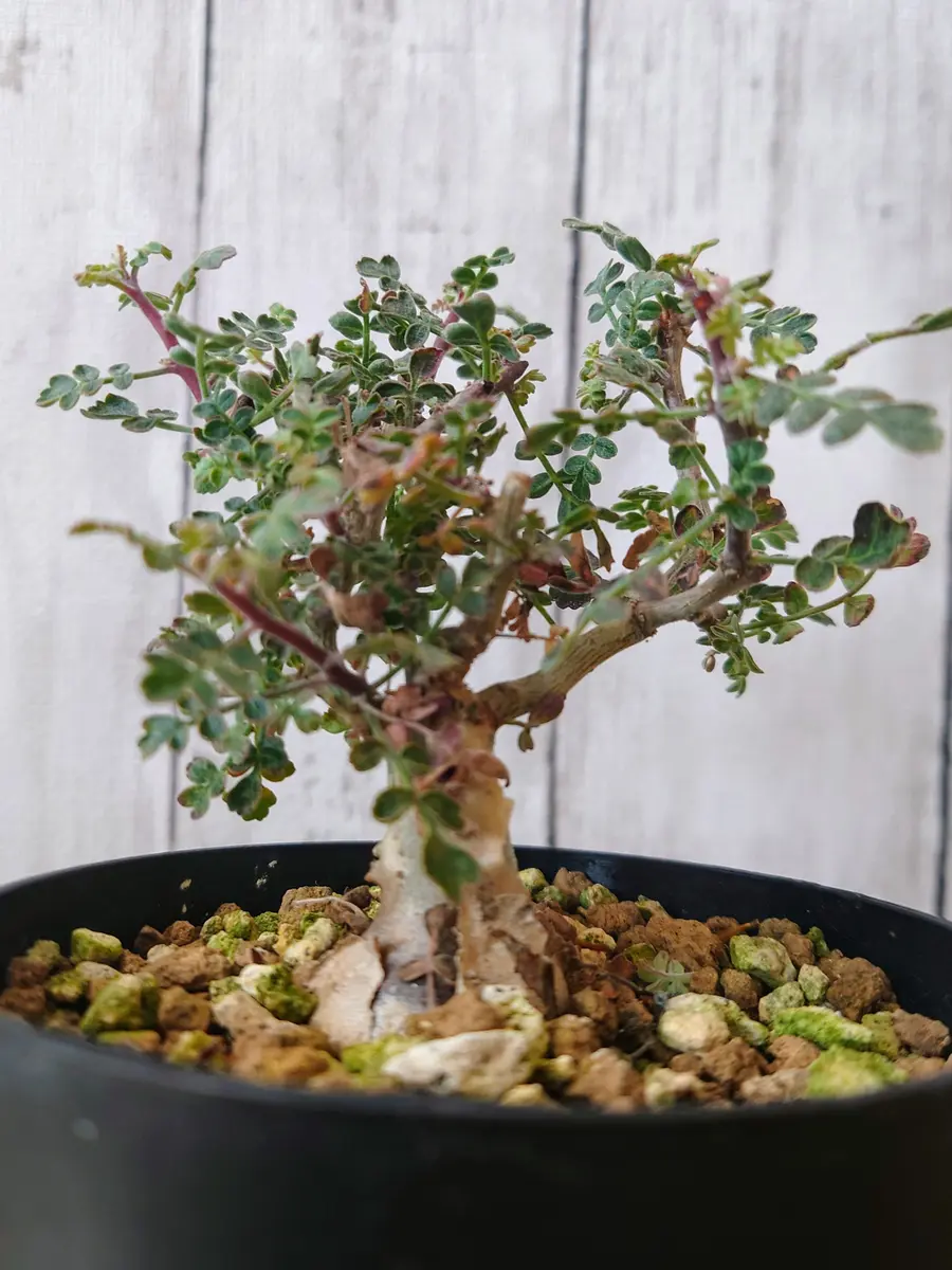 播種から2年！パキコルムス・ディスカラーさん。｜園芸日記