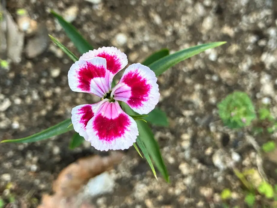 赤と白の花模様 深鉢 割いた咲いた 赤😊白😊く～ろ？？？｜園芸日記byK.かずお｜みんなの