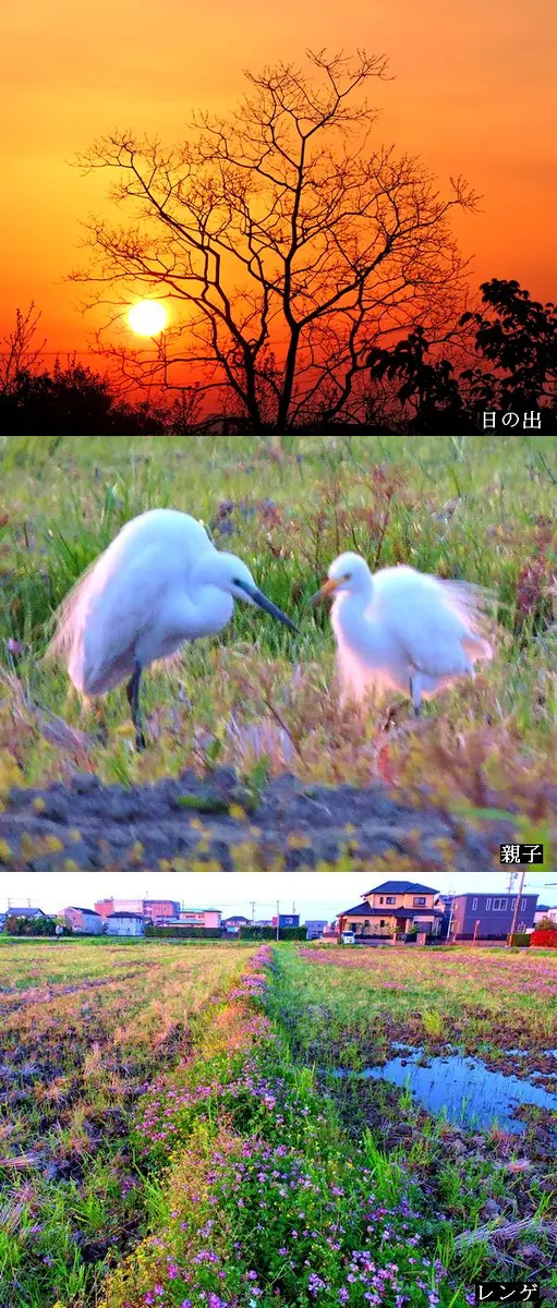 花鳥風月。ウォーキングMS⑬71日目(4453日目)｜園芸日記by