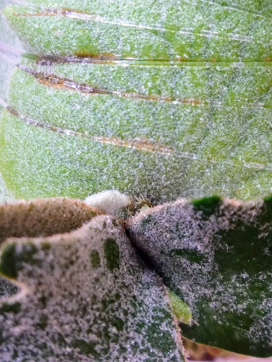 クセが強い、ビカクシダ・ウィリンキー・OMG・スポアさん。｜園芸日記