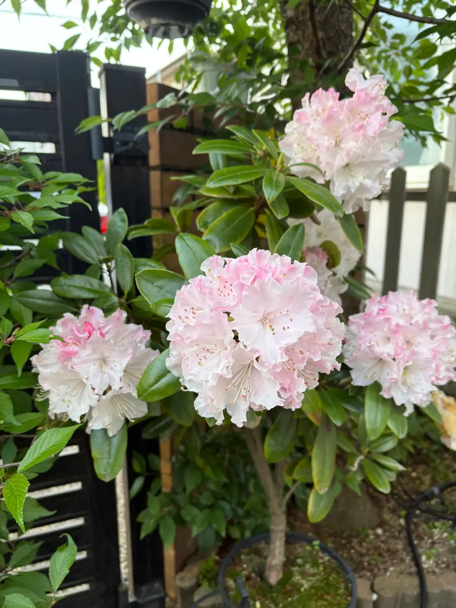 真っ赤な石楠花を発見❗️｜園芸日記bykazegusa｜みんなの趣味の