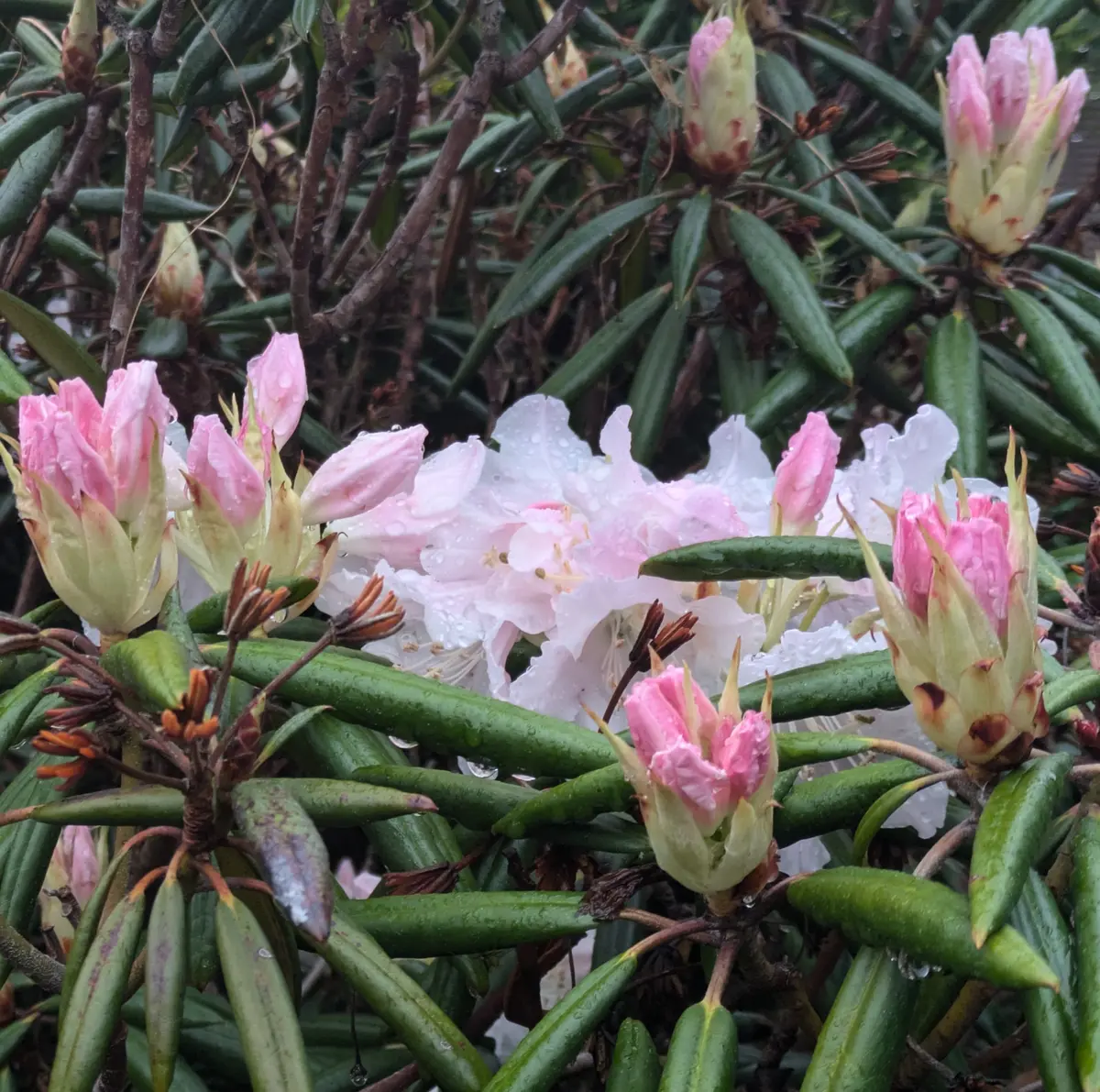🤍白花筑紫石楠花🤍 🩷→🤍細葉石楠花｜園芸日記byドブたぬきの部屋