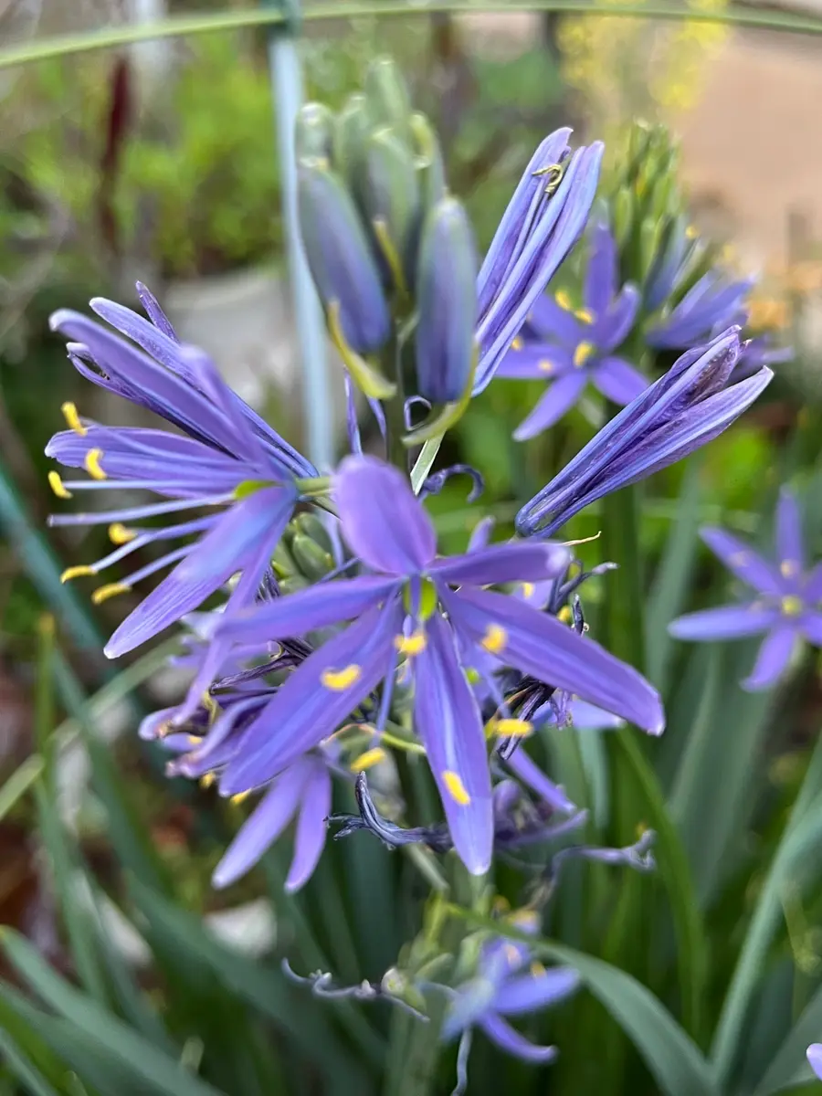 更紗様　琉球*海花のたね 更紗様琉球*海花のたね