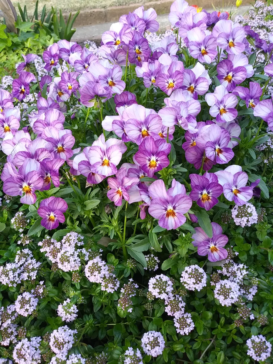 ふくむらさき芋苗500本
