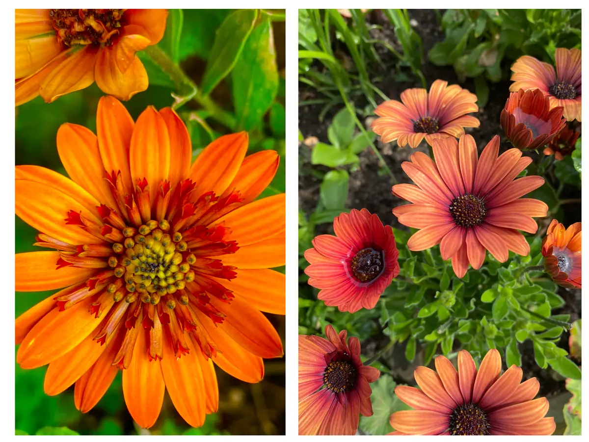 ガーベラ原種 フラワー・ガーデニング 原種ガーベラ 黄色他