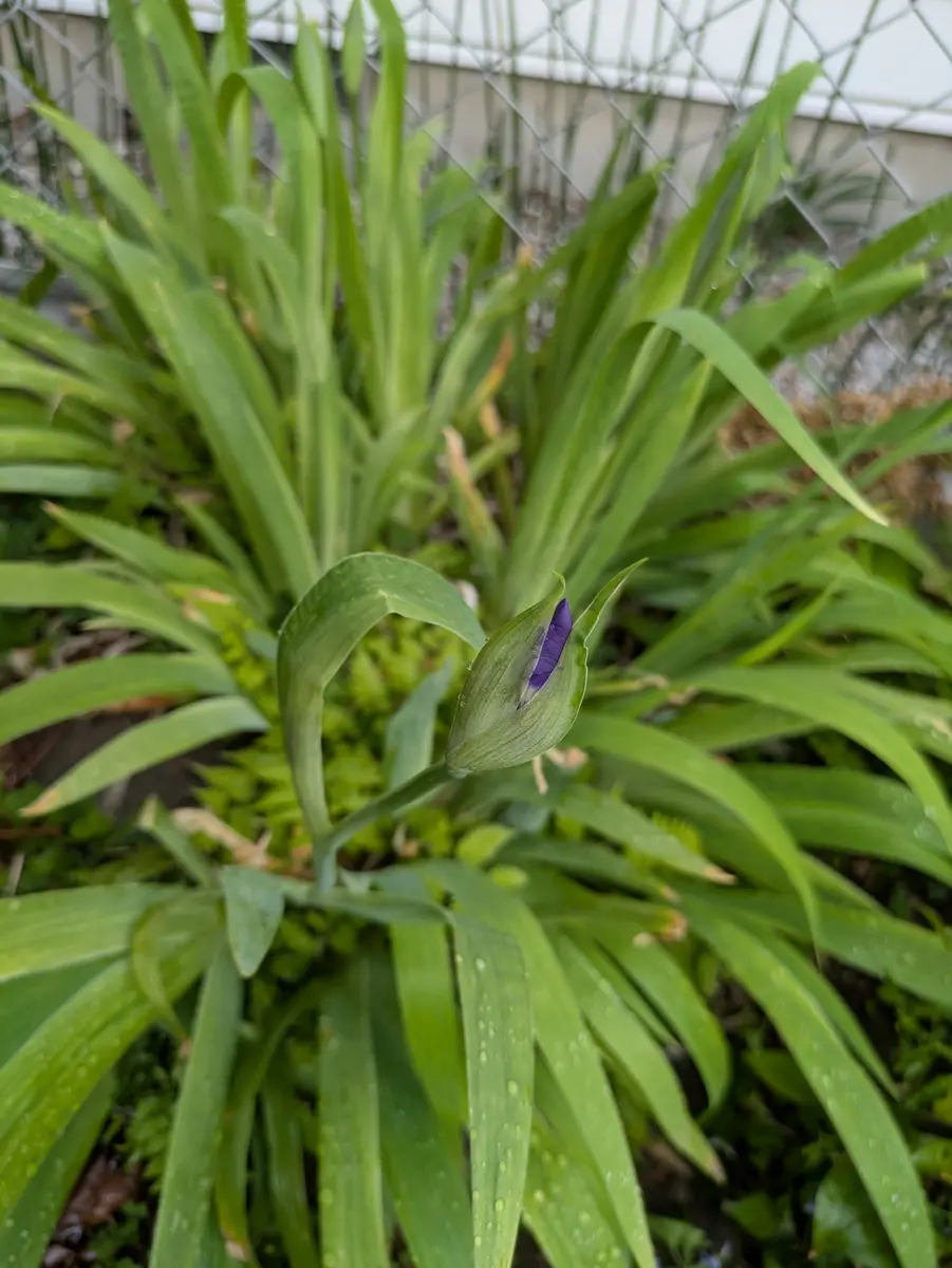 藤の開花💜｜園芸日記byジャコウアゲハ｜みんなの趣味の園芸