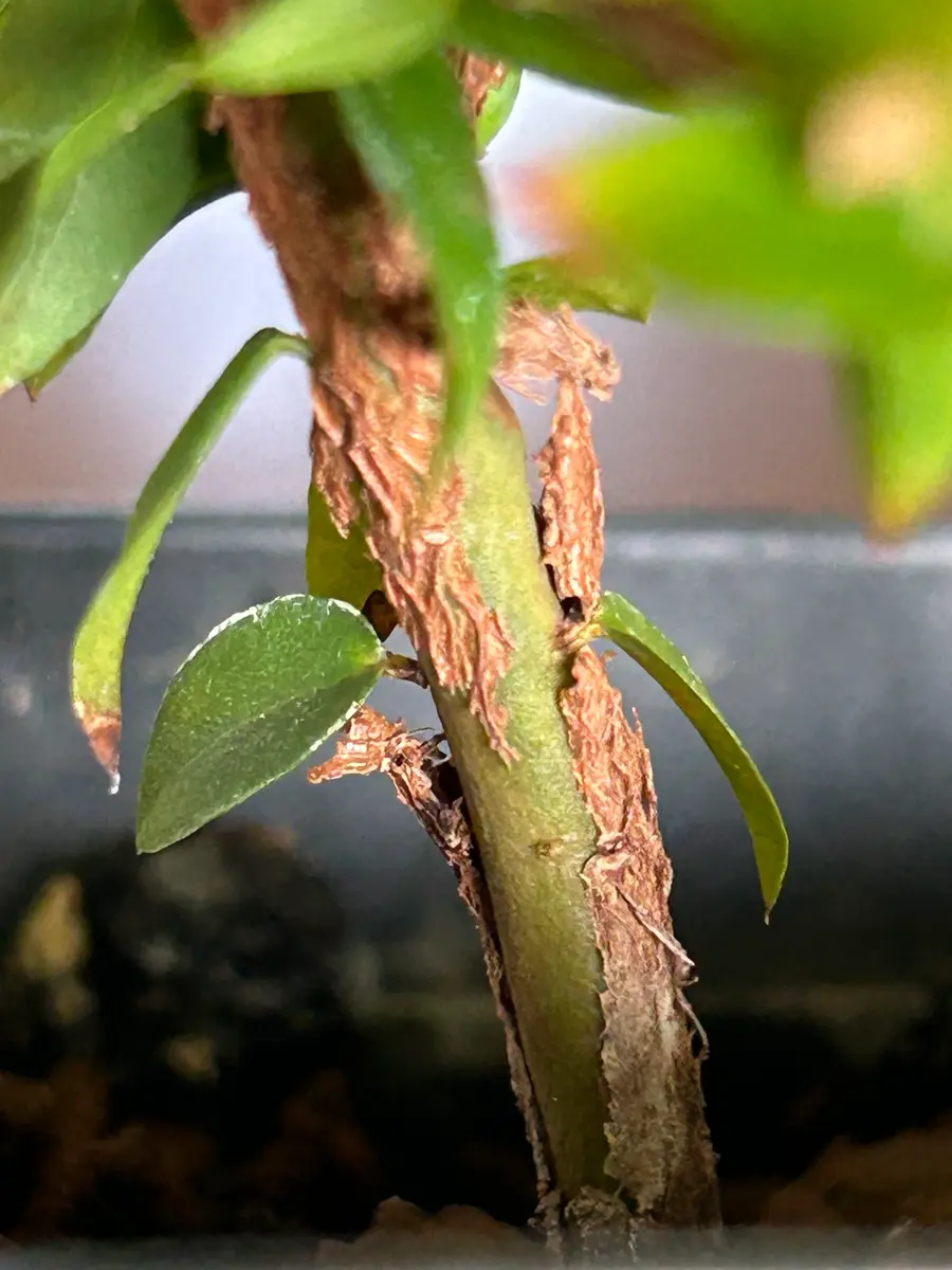 610〓希少Myrciaria aff.cuspidata 実生 【限定１】 610〓希少Myrciaria aff.cuspidata 実生 【限定1】 - メルカリ