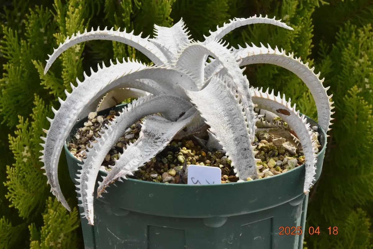 ディッキア・スノーシャーク｜園芸日記by鹿せんべい｜みんなの趣味の