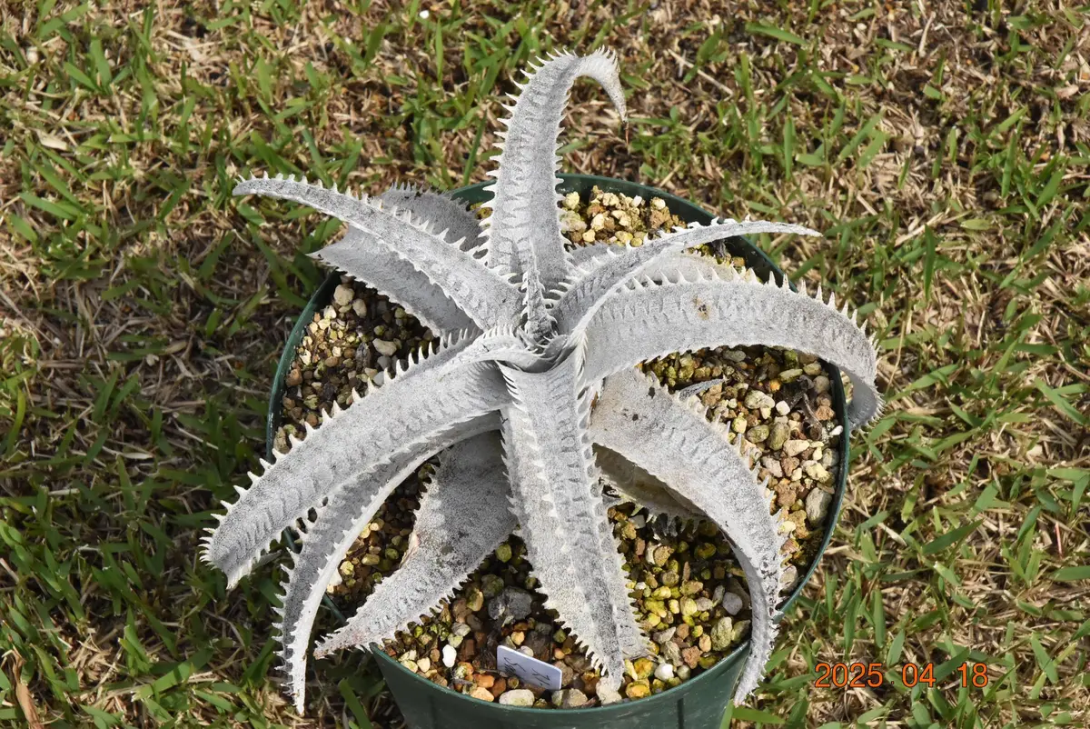 ディッキア・スノーシャーク｜園芸日記by鹿せんべい｜みんなの趣味の