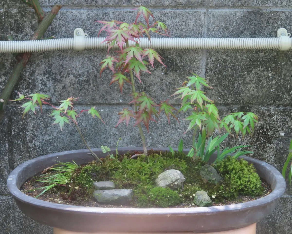 盆景大同小異|園芸日記by菊一|みんなの趣味の園芸|1318071 盆景大同小異|園芸日記by菊一|みんなの趣味の園芸|1318071