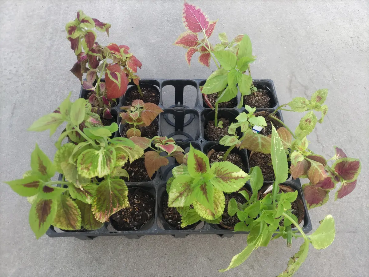 越冬植物等40鉢 まとめて譲渡 越冬植物等 44鉢一括譲渡 越冬植物等40鉢