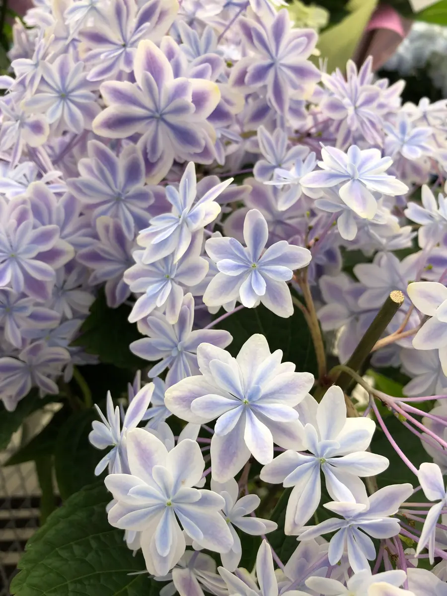 海外最新 💚🩵紫陽花💙💜｜園芸日記byあきひめ｜みんなの趣味の園芸｜1318229 工芸品