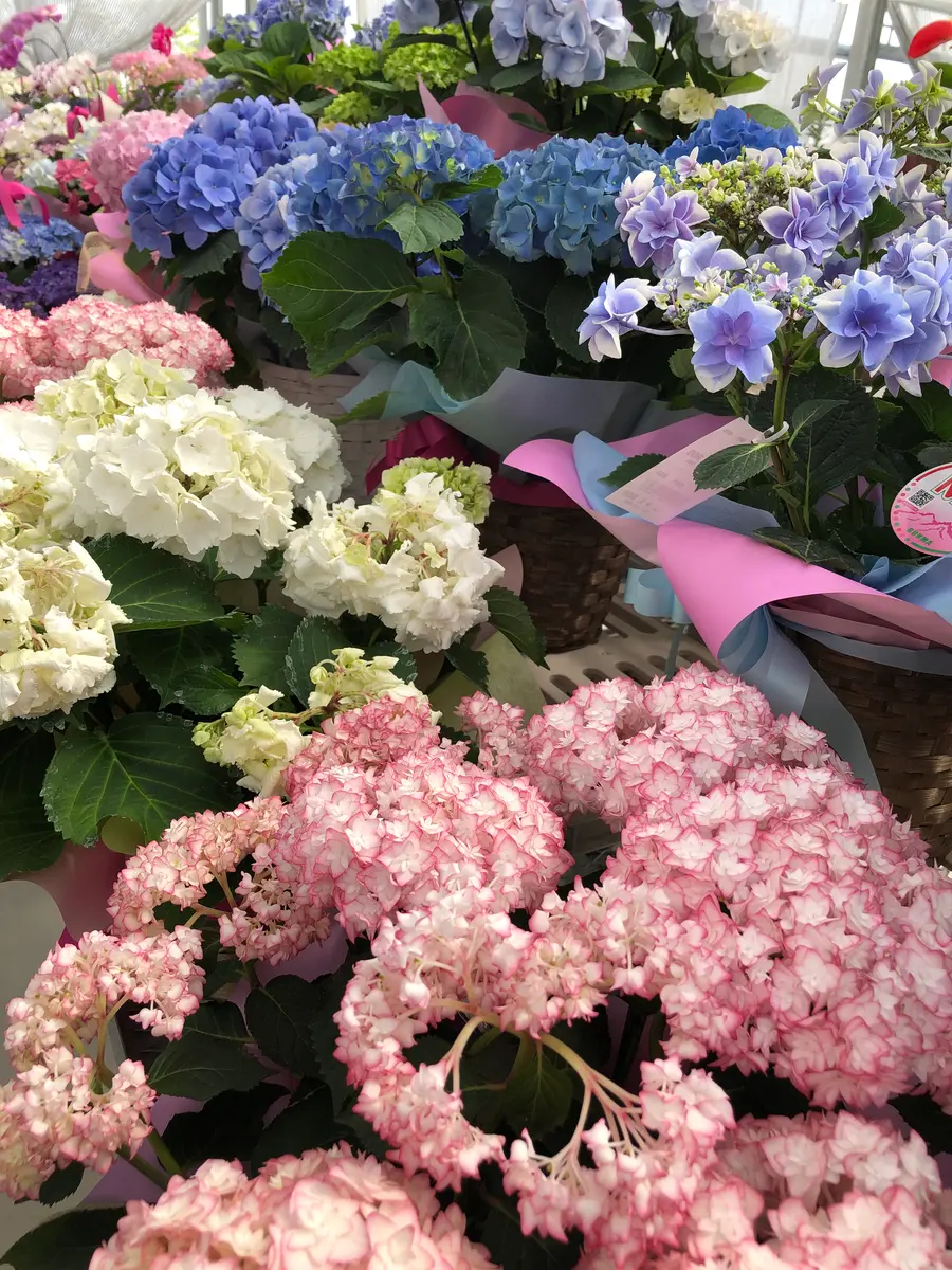 💚🩵紫陽花💙💜｜園芸日記byあきひめ｜みんなの趣味の園芸｜1318229