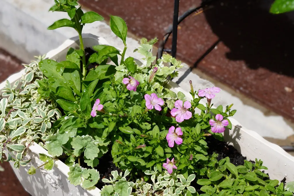 サフィニアの寄せ植え｜園芸日記byTappuchi｜みんなの趣味の園芸｜1318345