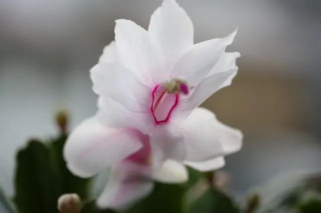 シャコバの王様-花岬農園2｜園芸日記byアドちゃん｜みんなの趣味の