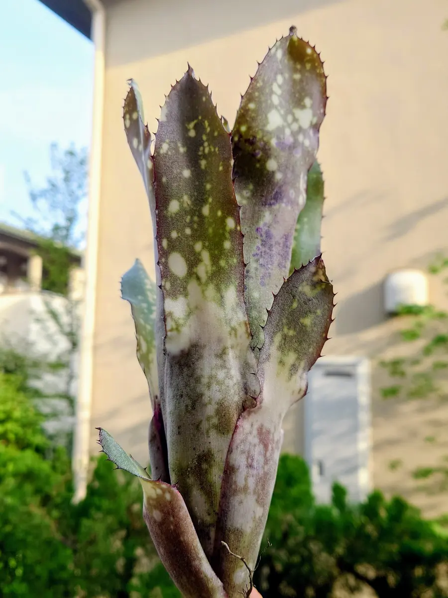 村長の直売所からやってきた、ビルベルギア・アラカイさん