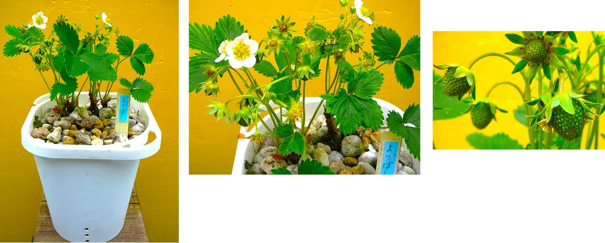 商品画像：さちのか イチゴ 味の感想や特徴など 果物ブログ 3