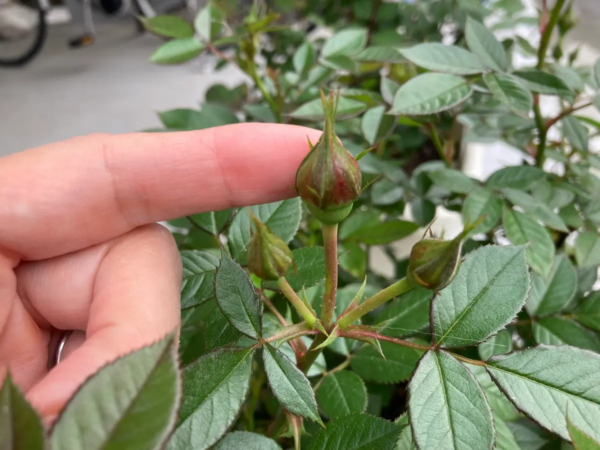 ミニバラの蕾｜園芸日記by白丸｜みんなの趣味の園芸｜1318727