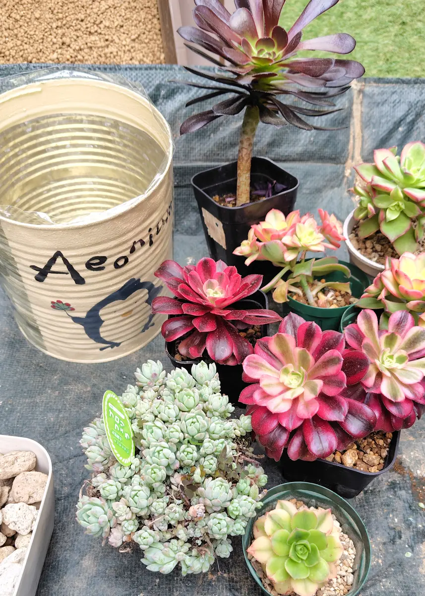 アエオニウムの寄せ植え出来たけど⋯|園芸日記byアザラシ大好き アエオニウムの寄せ植え出来たけど⋯|園芸日記byアザラシ大好き