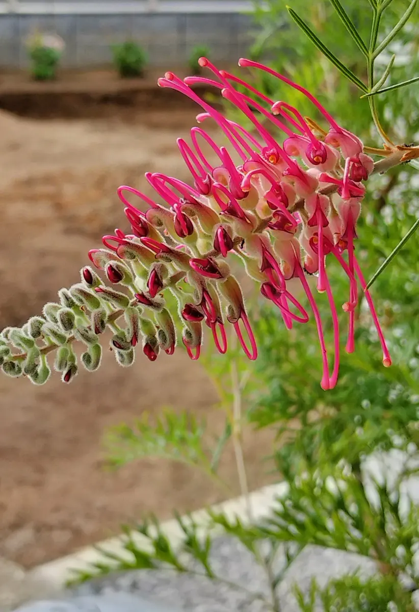 グレビレア ラナマリー｜園芸日記by桃花鳥｜みんなの趣味の園芸｜1318910