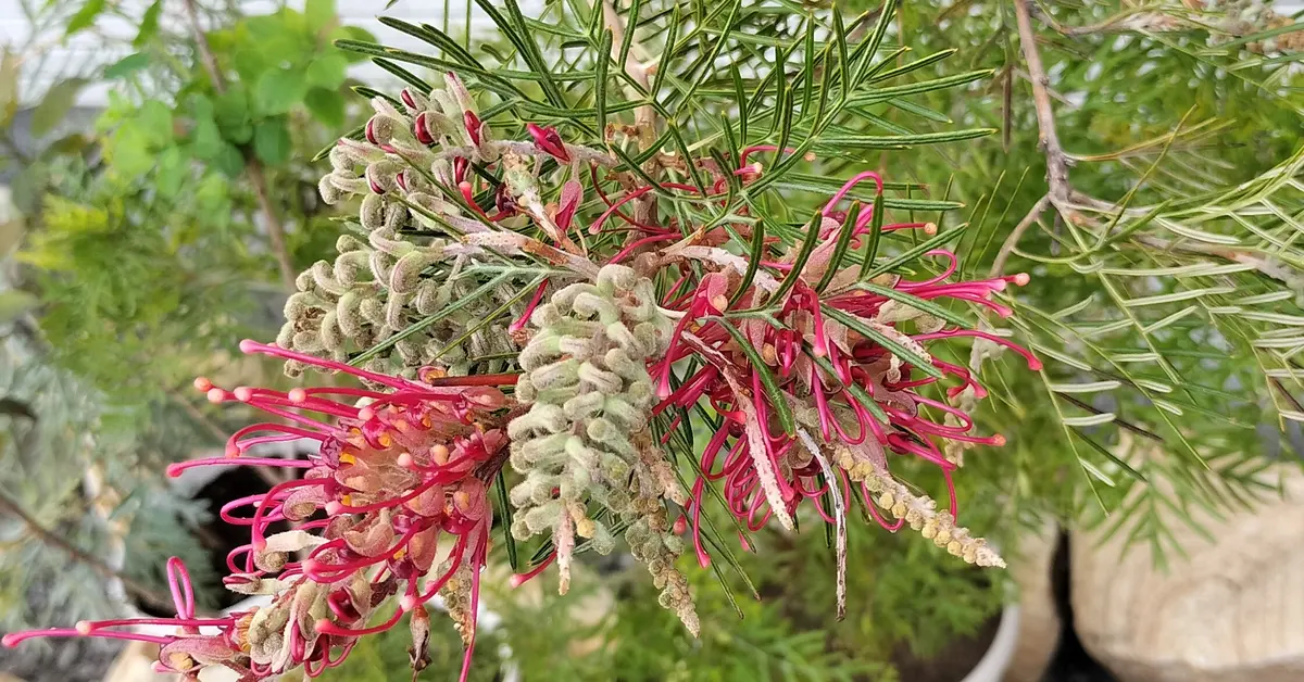 【現品】グレビレア・ラナマリー　グレビリア・ラナマリー　8号　あ７番 楽天市場】【現品発送】グレビレア ラナマリー 8号樹高2.0-2.1m(鉢底