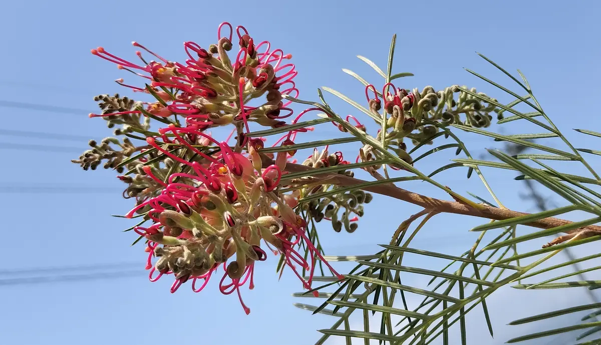 グレビレア ラナマリー｜園芸日記by桃花鳥｜みんなの趣味の園芸｜1318910