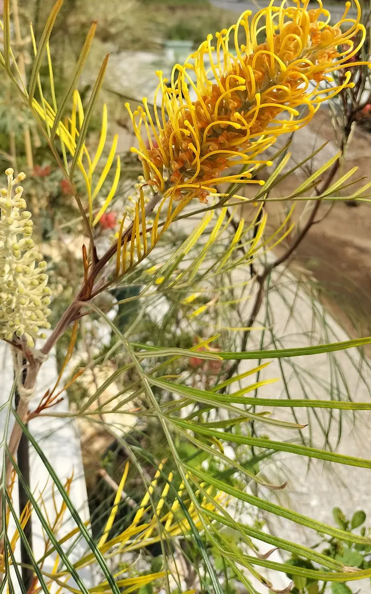 グレビレア ハニージェム｜園芸日記by桃花鳥｜みんなの趣味の園芸｜1318914