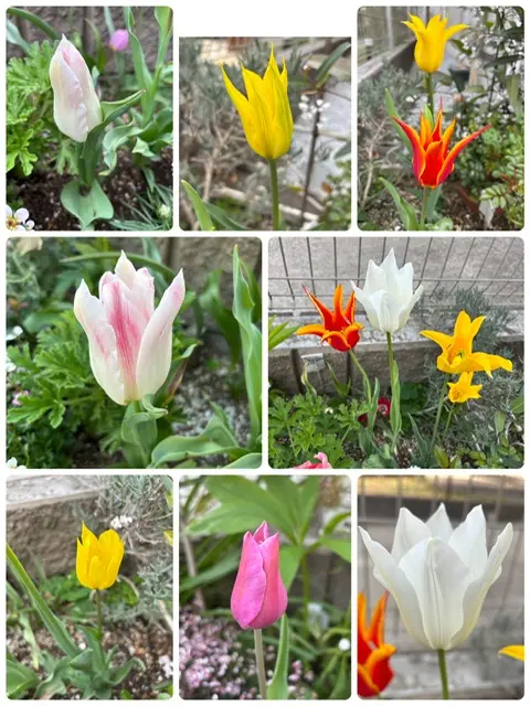 商品画像：チューリップ〜🎵🌷｜園芸日記bysmart｜みんなの趣味の園芸｜1318942 5