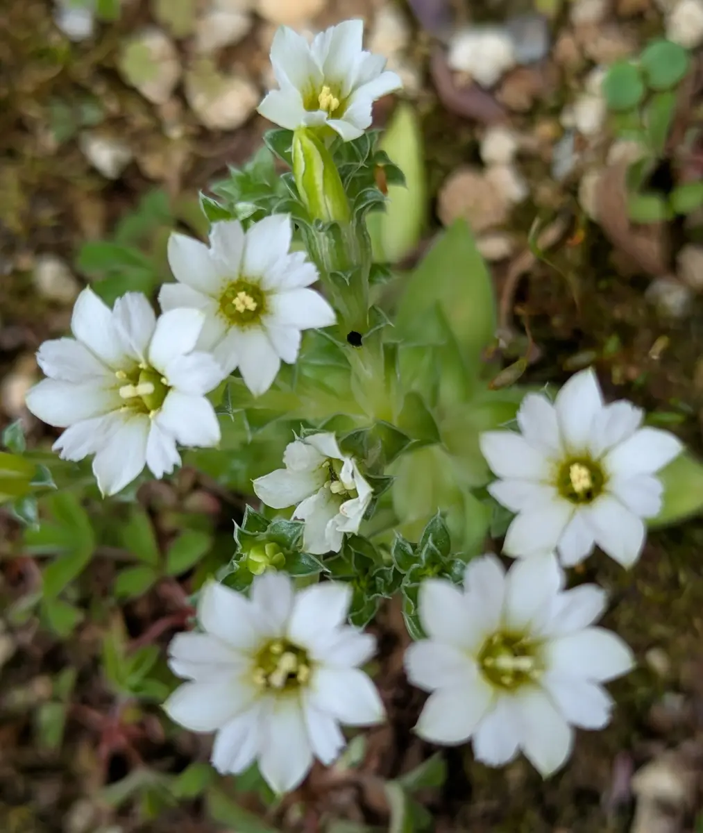 ガーデニア 白い花 苔付き 白い花🤍苔竜胆🤍仙洞草🤍白雪芥子｜園芸日記byドブたぬきの部屋