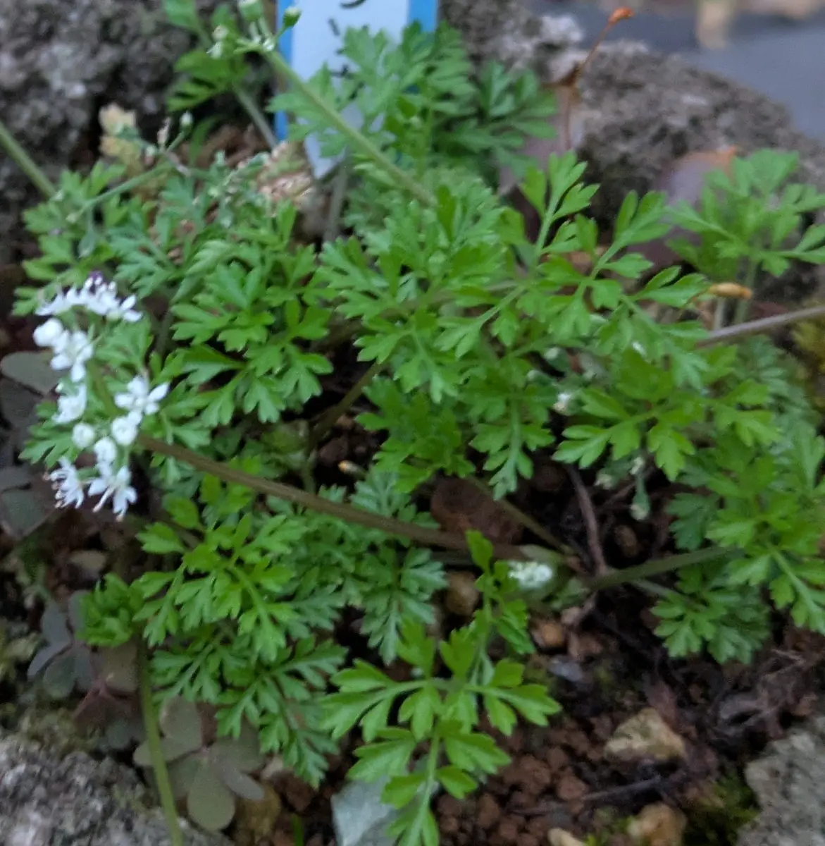 白い花🤍苔竜胆🤍仙洞草🤍白雪芥子｜園芸日記byドブたぬきの部屋