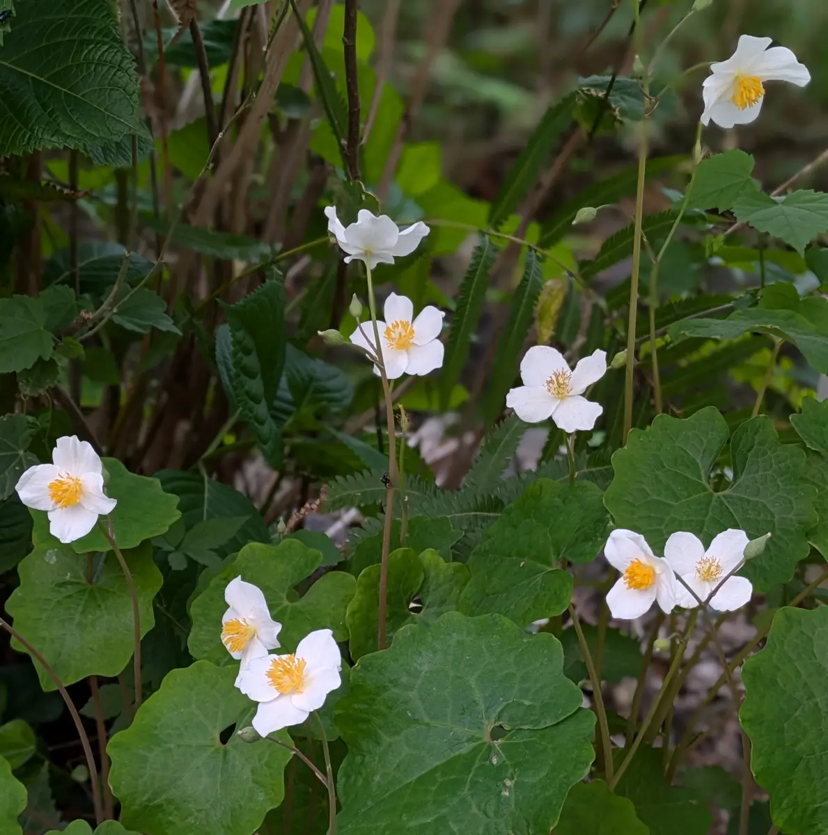 白い花🤍苔竜胆🤍仙洞草🤍白雪芥子｜園芸日記byドブたぬきの部屋