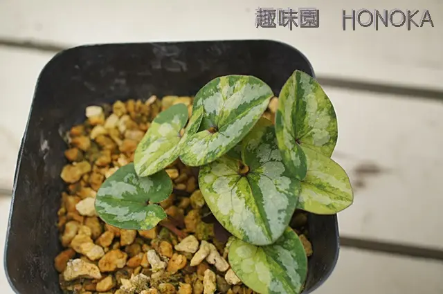 ハクサントリカブト Aconitum x hakusanense